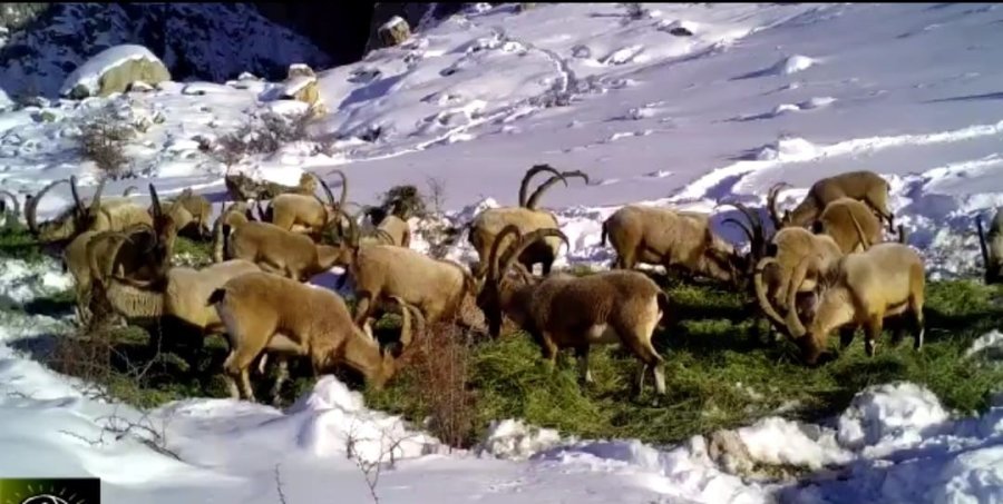 Niğde’de Yaban Hayvanları İçin Doğaya Yem Bırakıldı