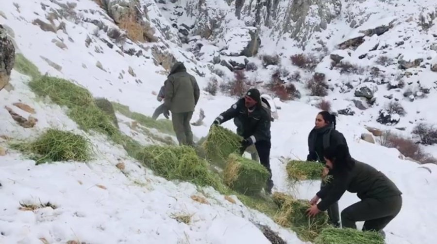 Niğde’de Yaban Hayvanları İçin Doğaya Yem Bırakıldı
