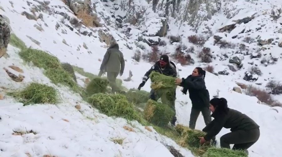 Niğde’de Yaban Hayvanları İçin Doğaya Yem Bırakıldı