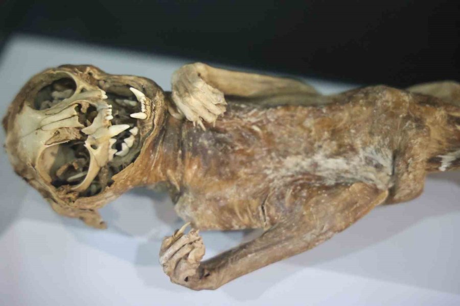 12. Yüzyılın Mumyaları Aksaray’da