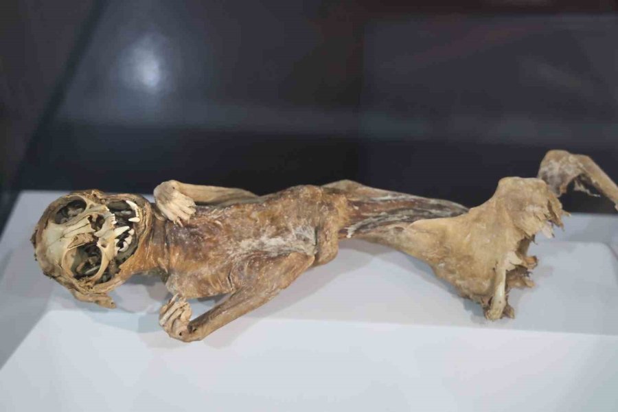 12. Yüzyılın Mumyaları Aksaray’da