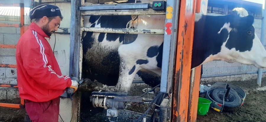 Niğde’de Hayvan Yetiştireceklere Üniversiteden Uygulamalı Eğitim