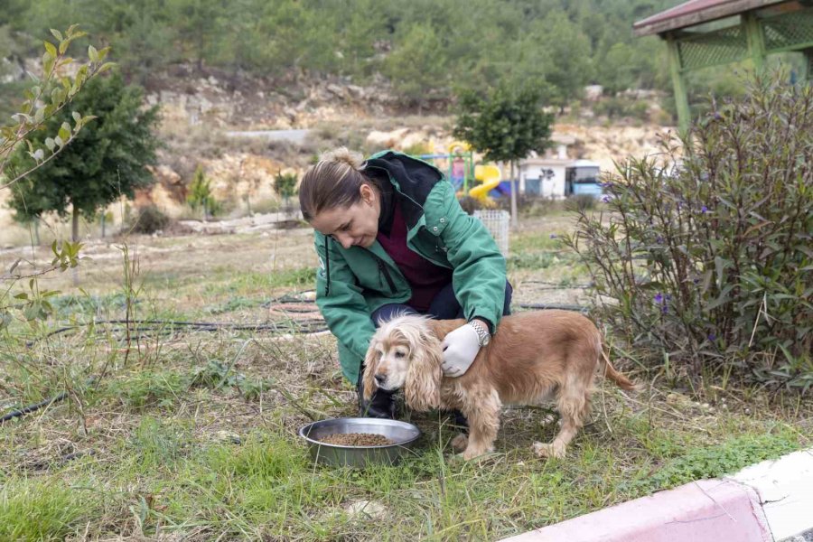 Görme Engelli Köpekler ’aşil Ve Çakıl’ Sahiplendirilmeyi Bekliyor