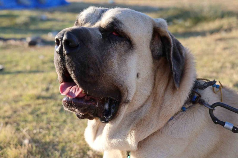 ’aksaray Malaklısı’ 3 Bin 500 Yıl Öncenin Savaş Köpeği