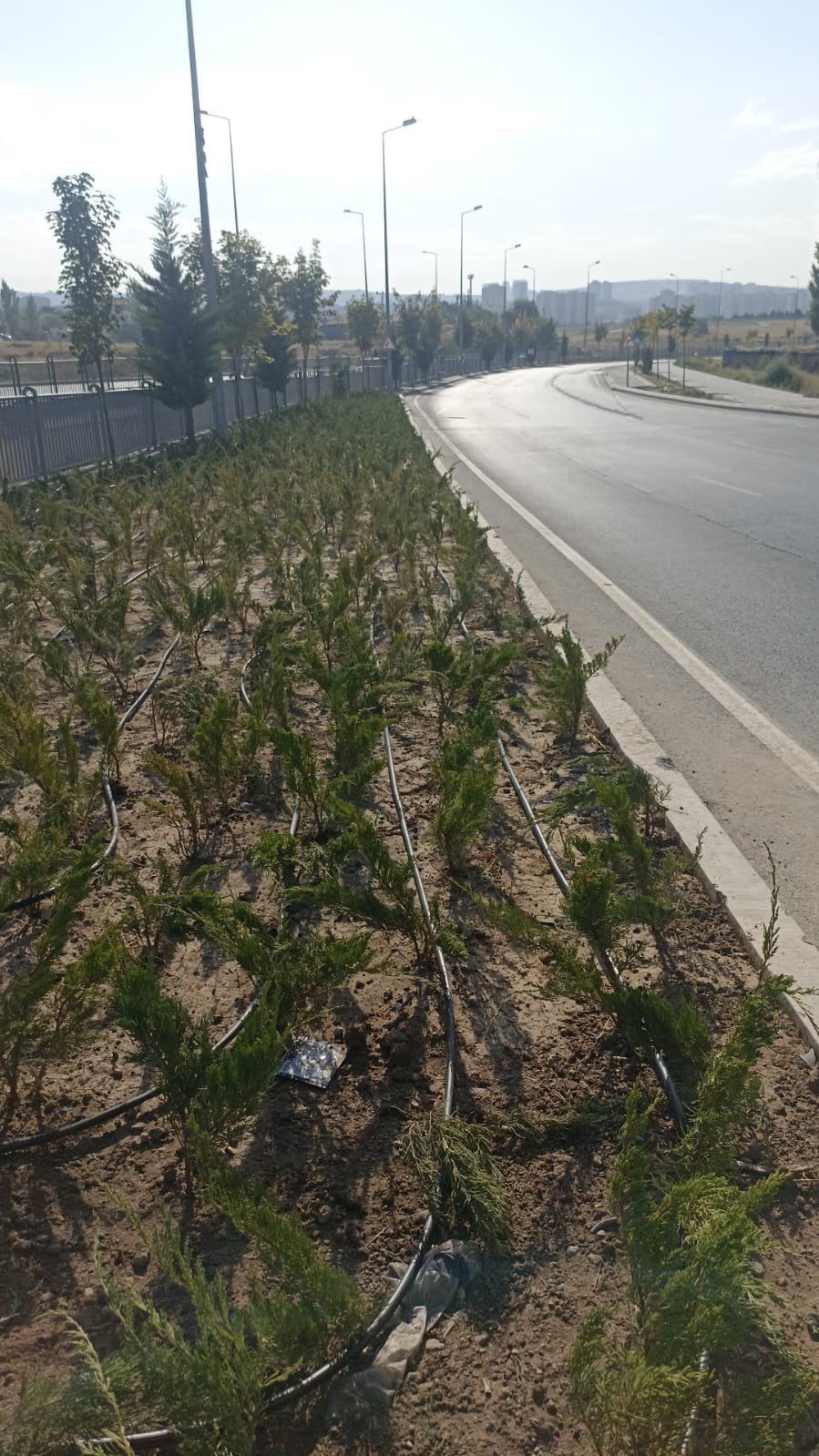 Büyükşehirden Yağmurlama Ve Damla Sulama Sistemi