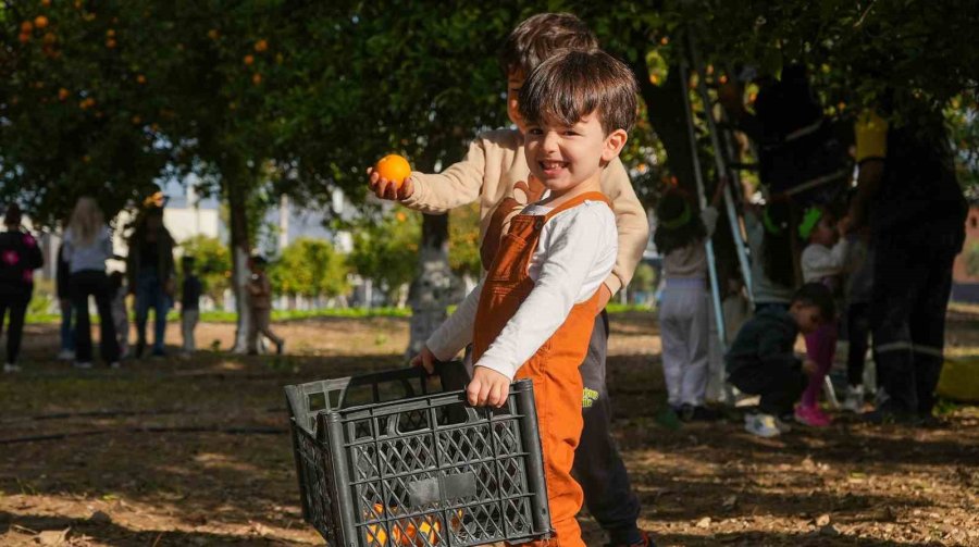 Tarsuslu Minikler Portakal Hasadı Yaptı
