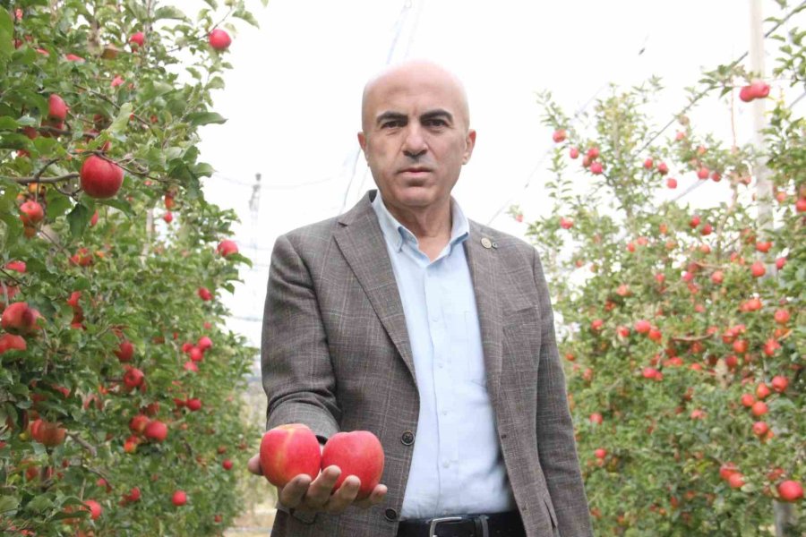 Elmanın Büyükşehirlerde 4 Katı Fazla Fiyata Satılması Üreticisini De Rahatsız Ediyor