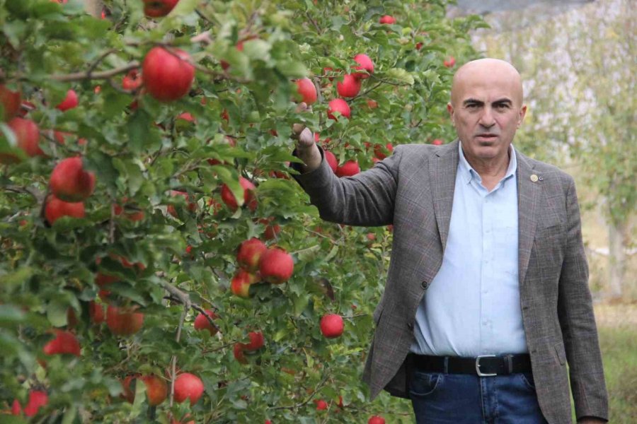 Elmanın Büyükşehirlerde 4 Katı Fazla Fiyata Satılması Üreticisini De Rahatsız Ediyor
