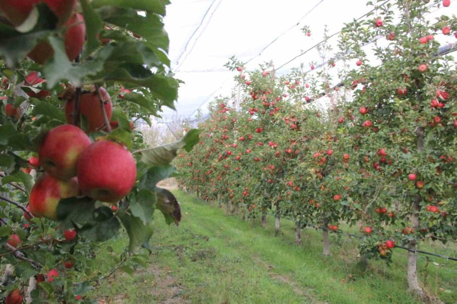 Elmanın Büyükşehirlerde 4 Katı Fazla Fiyata Satılması Üreticisini De Rahatsız Ediyor