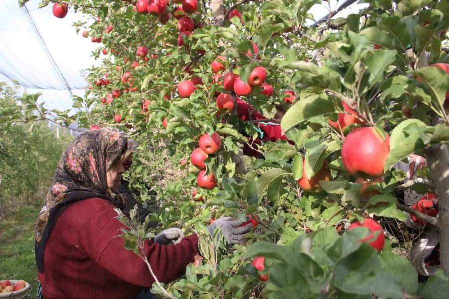 Elmanın Büyükşehirlerde 4 Katı Fazla Fiyata Satılması Üreticisini De Rahatsız Ediyor