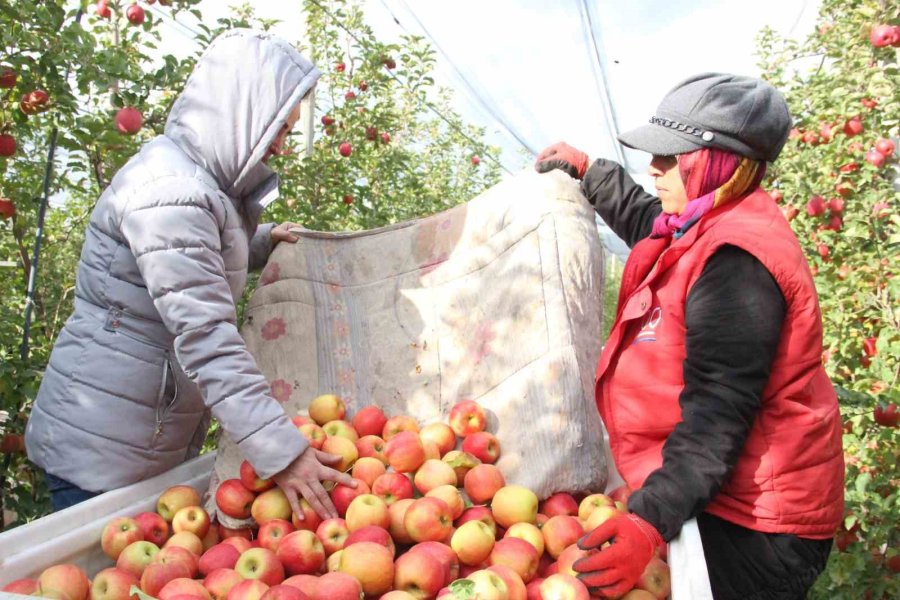 Elmanın Büyükşehirlerde 4 Katı Fazla Fiyata Satılması Üreticisini De Rahatsız Ediyor
