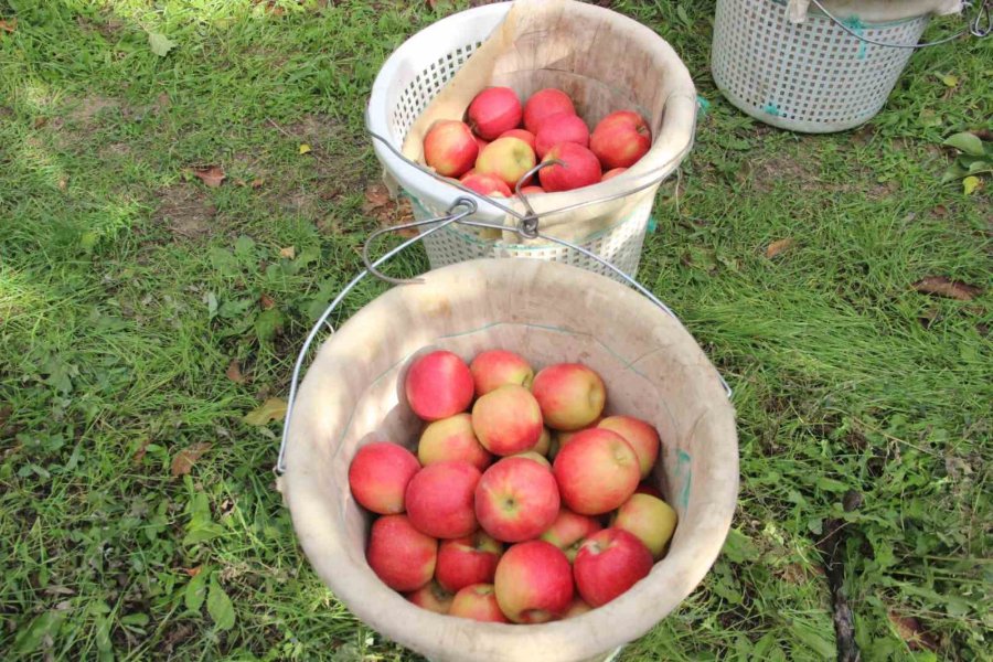 Elmanın Büyükşehirlerde 4 Katı Fazla Fiyata Satılması Üreticisini De Rahatsız Ediyor