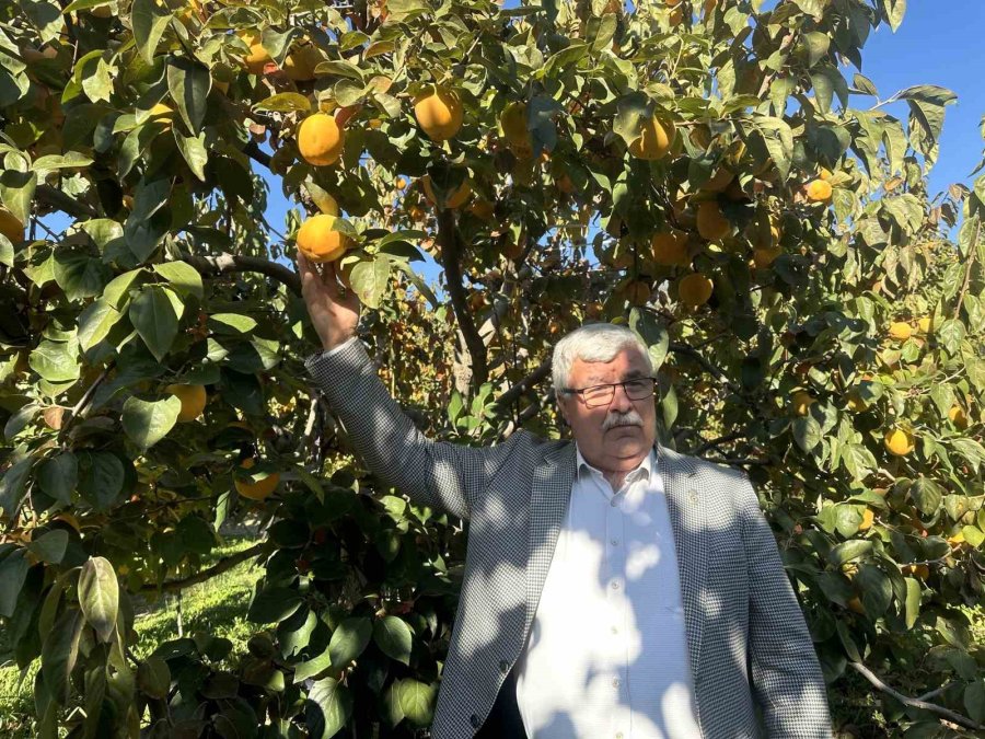 Trabzon Hurması Çiftçinin Yüzünü Güldürüyor