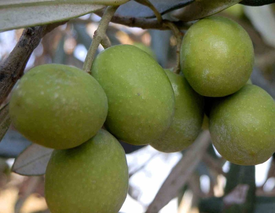 Zeytinyağı Üreticileri Fiyattan Memnun