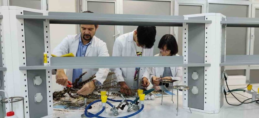 Eskişehirli Öğrenciler Sığırkuyruğu Bitkisi İle Kanserli Hücreyi İyileştirdi