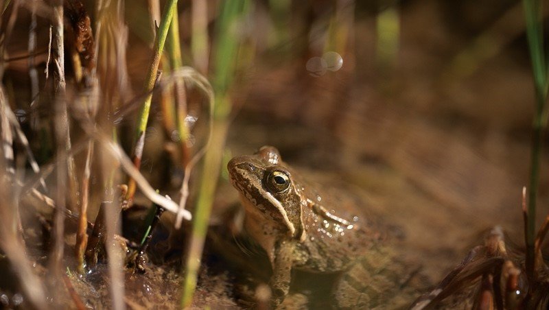 Niğde’nin Endemik Değeri Toros Kurbağası İlk Kez Su Altında Görüntülendi