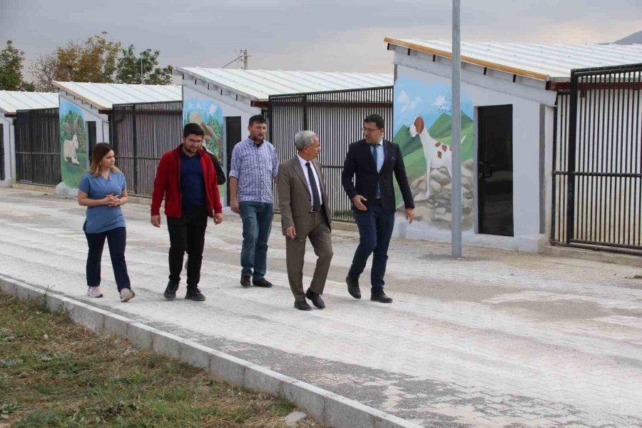 Başkan Akkaya: “sokak Hayvanları İçin Çözüm Odaklı Adımlar Atıyoruz”