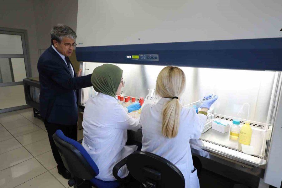 Vücuttaki Sitokin Fırtınasını Durduracak Yerli Ve Milli İlaçta Hayvan Deneylerine Geçildi