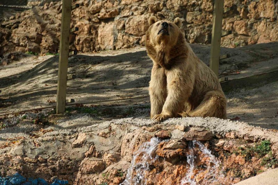 Antalya’da Kış Uykusa Yatamayan Ayılar Havuz Keyfine Ara Vermedi