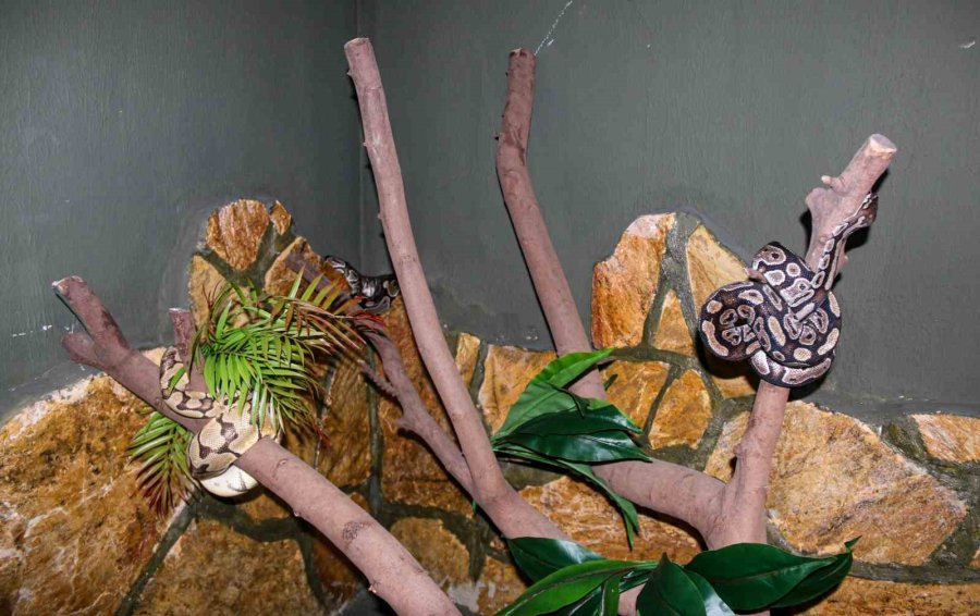 Mahalleye Korku Salan Kral Pitonunu Boynuna Dolayıp Seviyor