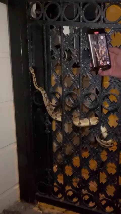 Mahalleye Korku Salan Kral Pitonunu Boynuna Dolayıp Seviyor