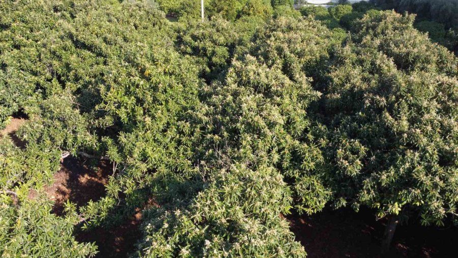 Kış Gelini Yenidünya Ağaçları Çiçek Açtı