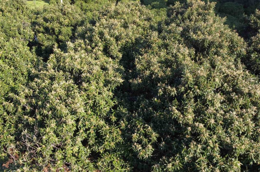 Kış Gelini Yenidünya Ağaçları Çiçek Açtı