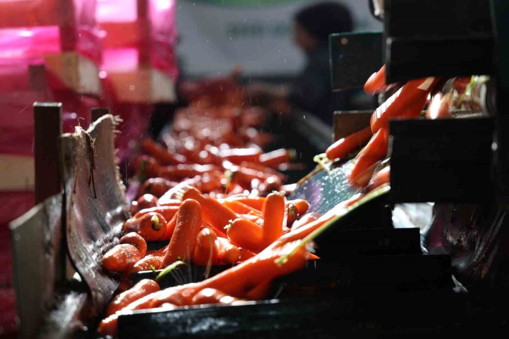 Havuçlar Kadın Eliyle Dünya Pazarına Gidiyor