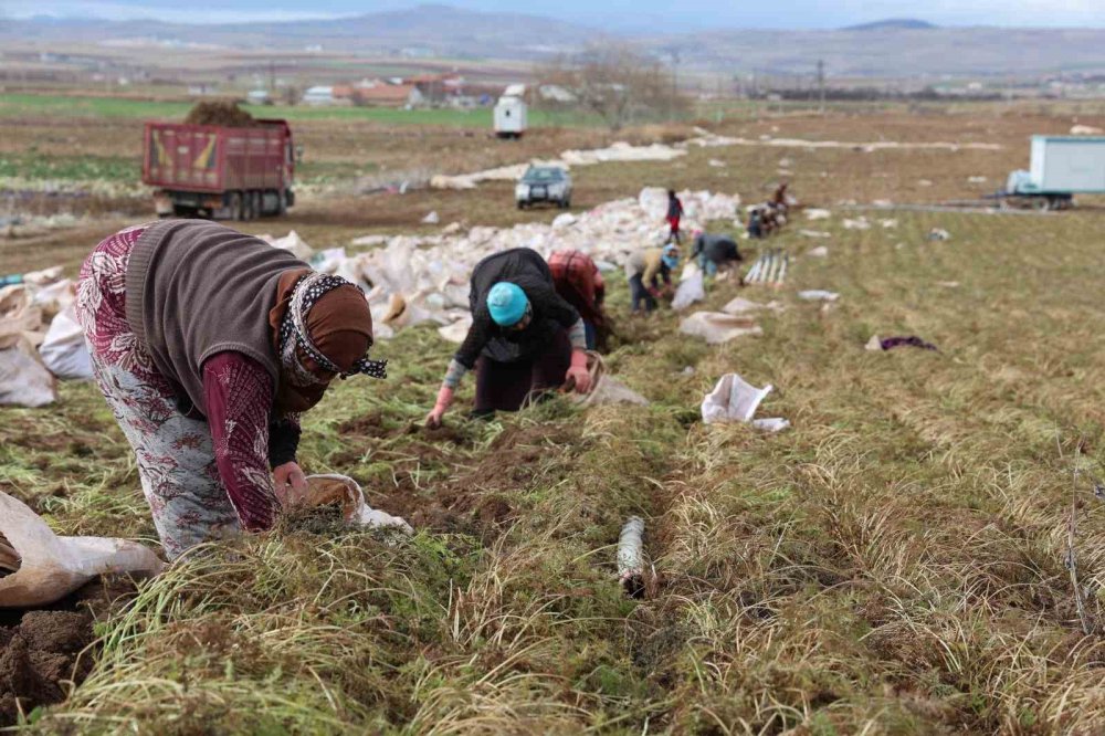 Havuçlar Kadın Eliyle Dünya Pazarına Gidiyor