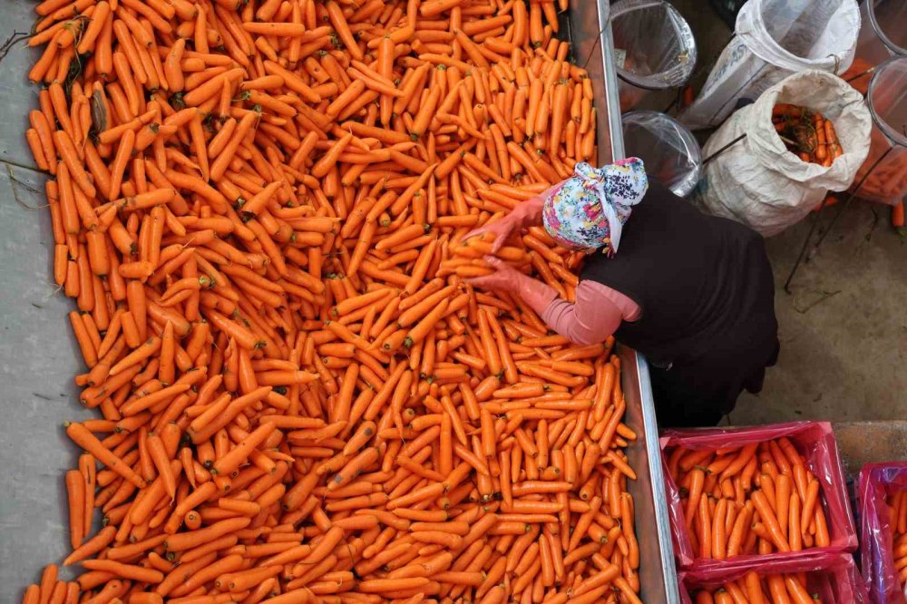 Havuçlar Kadın Eliyle Dünya Pazarına Gidiyor