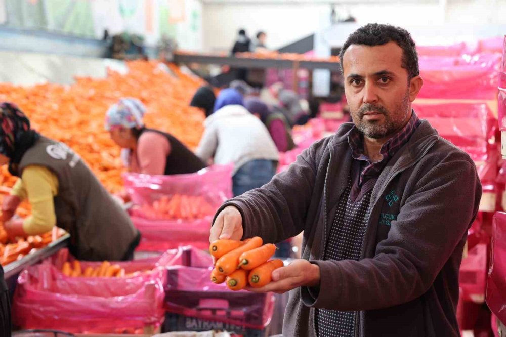 Havuçlar Kadın Eliyle Dünya Pazarına Gidiyor