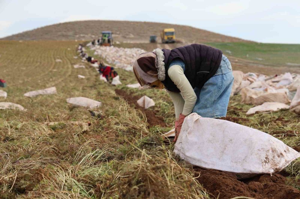 Havuçlar Kadın Eliyle Dünya Pazarına Gidiyor