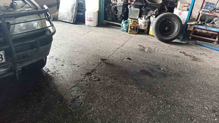 Küp Şeker Çalan Serçeler İş Yerinin Maskotu Oldu