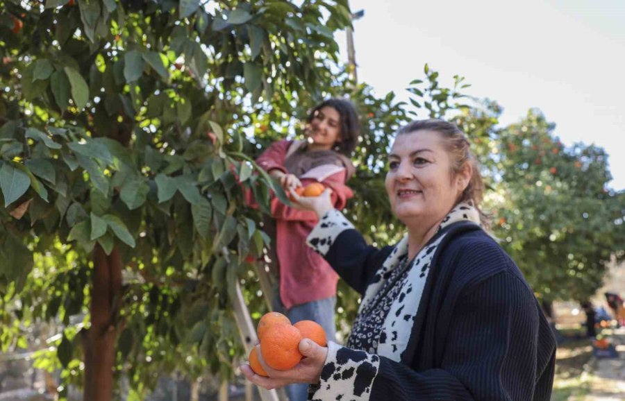 Büyükşehir Turunçları Reçele Dönüştürüyor