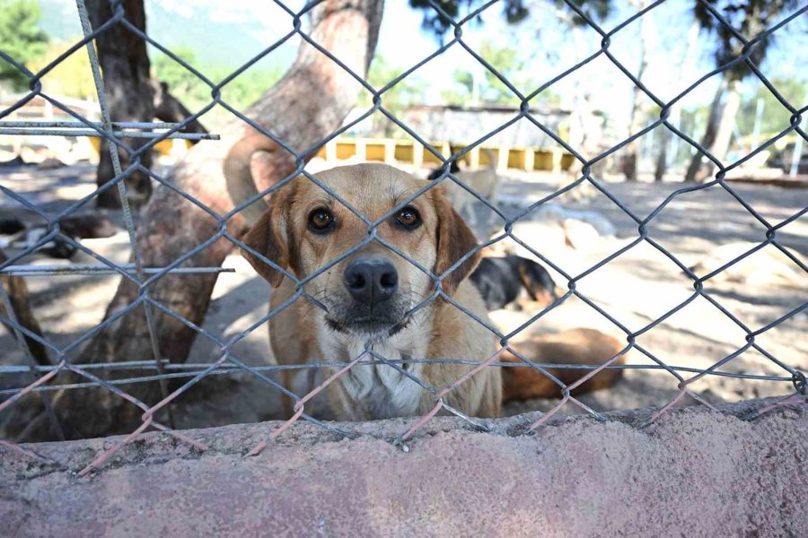 Kemer’de Ocak Ayında 229 Hayvan Kısırlaştırıldı