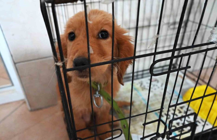 Kemer’de Ocak Ayında 229 Hayvan Kısırlaştırıldı