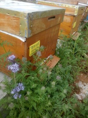 Mevsimlerin Kaymasıyla Arılar Kış Salkımı Yapamamaya Başladı