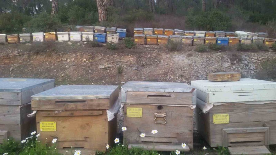 Mevsimlerin Kaymasıyla Arılar Kış Salkımı Yapamamaya Başladı