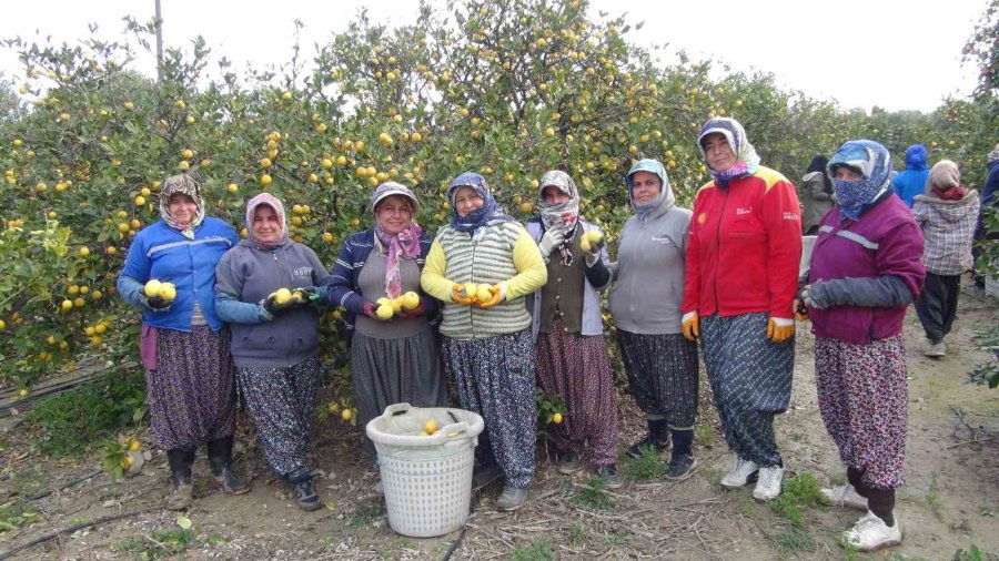 “üretici-tüketici El Ele Kampanyası” İle Mersin’den Aksaray’a 20 Ton Ücretsiz Limon Gönderildi