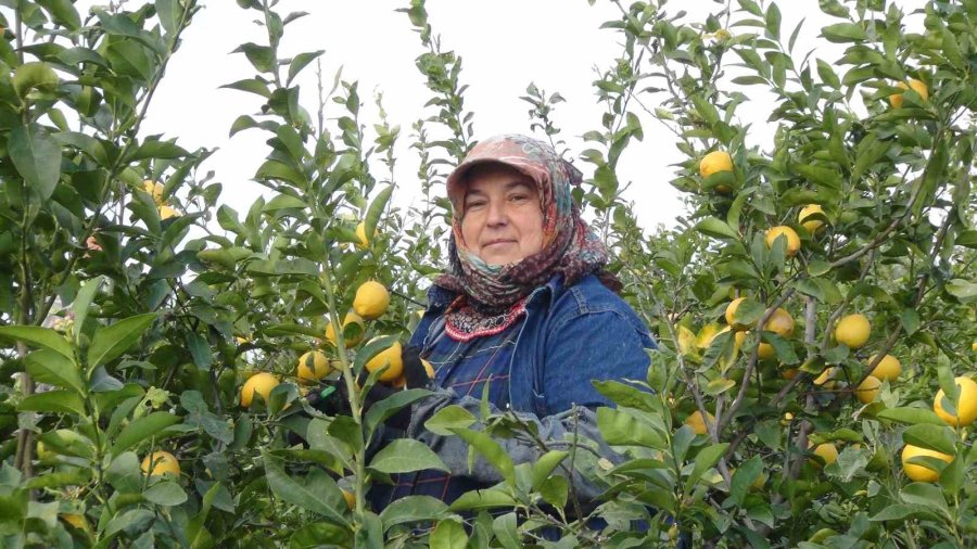 “üretici-tüketici El Ele Kampanyası” İle Mersin’den Aksaray’a 20 Ton Ücretsiz Limon Gönderildi