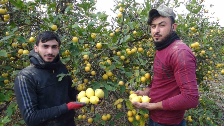 “üretici-tüketici El Ele Kampanyası” İle Mersin’den Aksaray’a 20 Ton Ücretsiz Limon Gönderildi