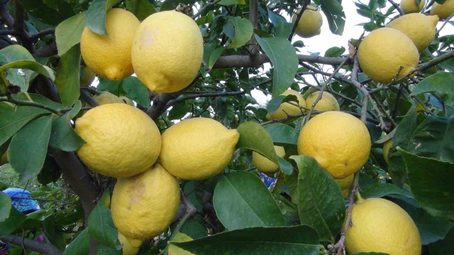 “üretici-tüketici El Ele Kampanyası” İle Mersin’den Aksaray’a 20 Ton Ücretsiz Limon Gönderildi