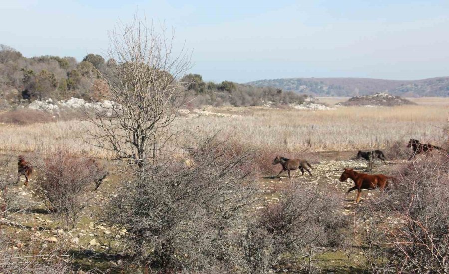 Beyşehir Gölü’nde Yabani Atların Yaşam Sürdüğü Ada İlgi Odağı Oldu