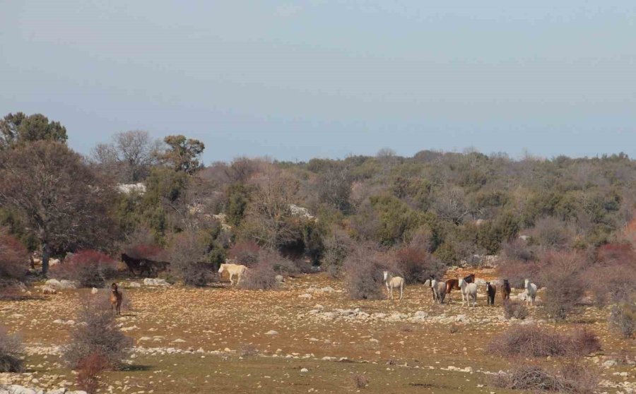 Beyşehir Gölü’nde Yabani Atların Yaşam Sürdüğü Ada İlgi Odağı Oldu