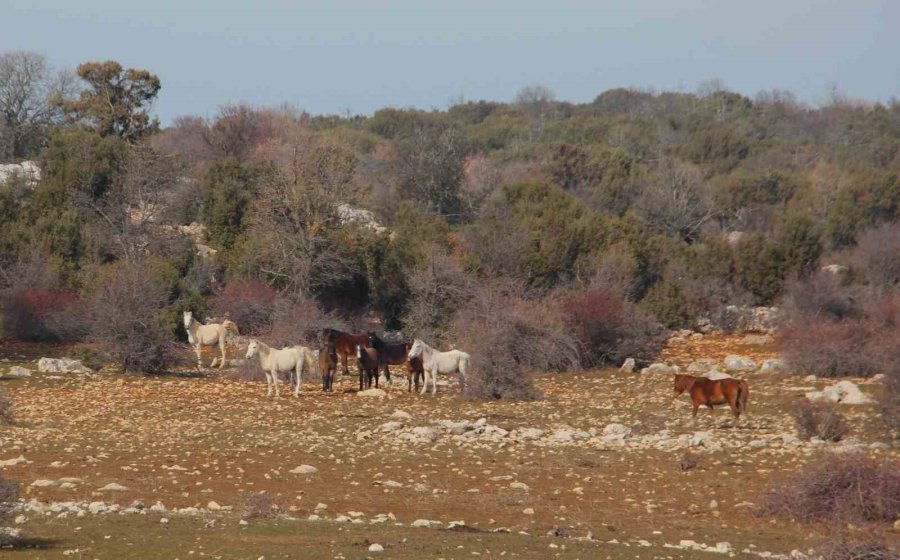 Beyşehir Gölü’nde Yabani Atların Yaşam Sürdüğü Ada İlgi Odağı Oldu