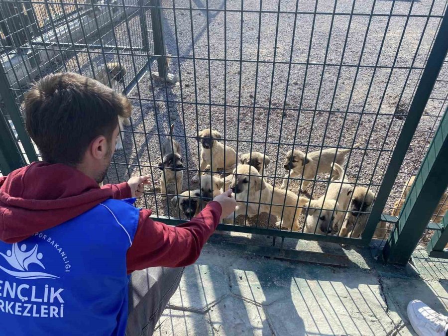 Sokak Hayvanlarının Yeni Yuvası: ’pet-i Bor’