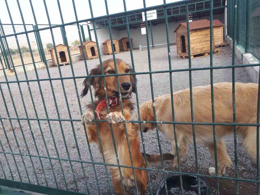 Sokak Hayvanlarının Yeni Yuvası: ’pet-i Bor’