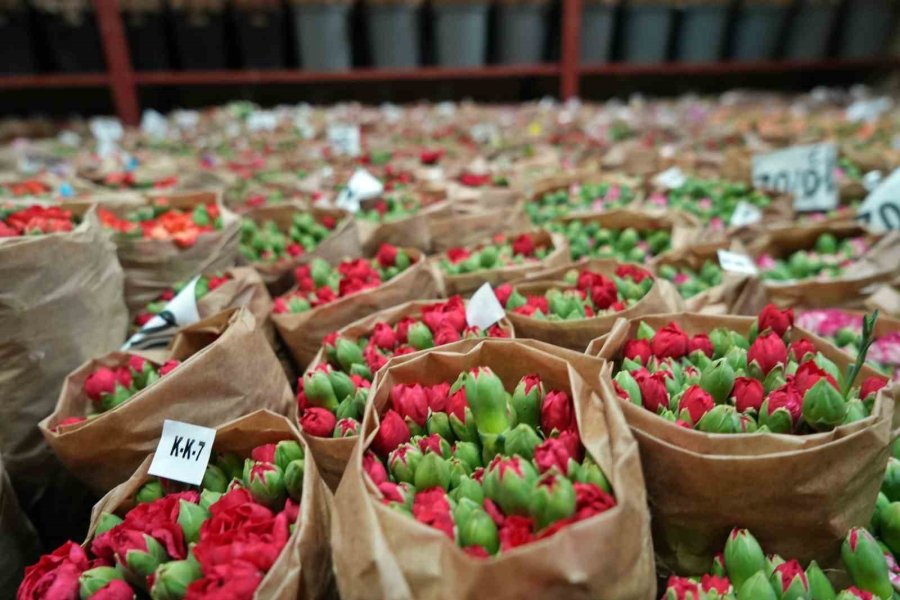 Antalya’dan Sevgililer Günü İçin Dünyaya Türkiye Nüfusu Kadar Çiçek