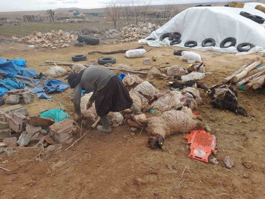 Karaman’da Çatısı Çöken Ahırdaki 20 Koyun Telef Oldu