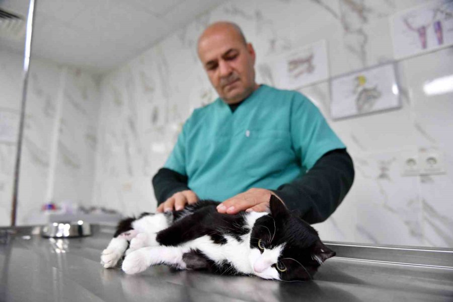 Mersin’de Saplandığı Demirden Kurtarılan Kedi Sağlığına Kavuştu